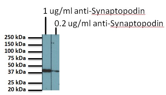 Western blotting for Synaptopodin on Human kidney lysate using anti-SYNPO monoclonal antibody. The antibody reacts with a band of approximate size 44kDa that is thought to result from the breakdown of the full length protein.