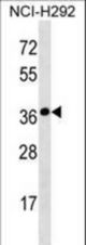 SYNPR Antibody western blot of NCI-H292 cell line lysates (35 ug/lane). The SYNPR antibody detected the SYNPR protein (arrow).