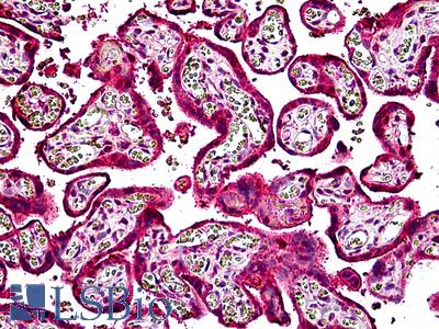 Anti-PTPRF antibody IHC of human placenta. Immunohistochemistry of formalin-fixed, paraffin-embedded tissue after heat-induced antigen retrieval. Antibody LS-B5112 concentration 3.75 ug/ml.