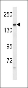 PTPRG Antibody western blot of mouse lung tissue lysates (35 ug/lane). The PTPRG antibody detected the PTPRG protein (arrow).