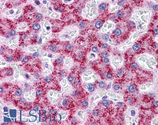 Anti-SYPL1 antibody IHC of human liver. Immunohistochemistry of formalin-fixed, paraffin-embedded tissue after heat-induced antigen retrieval. Antibody LS-B5017 concentration 5 ug/ml.