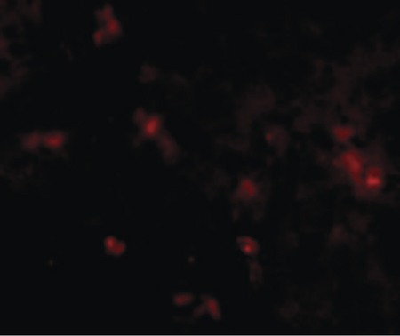 Immunofluorescence of SYPL2 in cells with SYPL2 antibody.