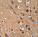 SYT13 Antibody immunohistochemistry of formalin-fixed and paraffin-embedded human brain tissue followed by peroxidase-conjugated secondary antibody and DAB staining.