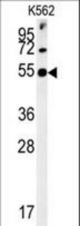 SYT13 Antibody western blot of K562 cell line lysates (35 ug/lane). The SYT13 antibody detected the SYT13 protein (arrow).