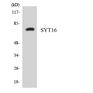 Western blot of the lysates from HepG2 cells using SYT16 antibody.