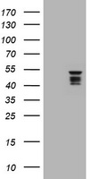 HEK293T cells were transfected with the pCMV6-ENTRY control (Left lane) or pCMV6-ENTRY SYT4 (Right lane) cDNA for 48 hrs and lysed. Equivalent amounts of cell lysates (5 ug per lane) were separated by SDS-PAGE and immunoblotted with anti-SYT4.