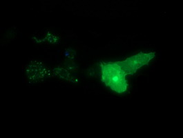 Anti-SYT4 mouse monoclonal antibody immunofluorescent staining of COS7 cells transiently transfected by pCMV6-ENTRY SYT4.