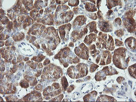 IHC of paraffin-embedded Human pancreas tissue using anti-SYT4 mouse monoclonal antibody.