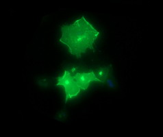 Anti-SYT4 mouse monoclonal antibody immunofluorescent staining of COS7 cells transiently transfected by pCMV6-ENTRY SYT4.