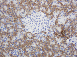 IHC of paraffin-embedded Human pancreas tissue using anti-SYT4 mouse monoclonal antibody. (Heat-induced epitope retrieval by 10mM citric buffer, pH6.0, 120°C for 3min).