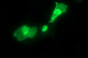 Anti-SYT4 mouse monoclonal antibody immunofluorescent staining of COS7 cells transiently transfected by pCMV6-ENTRY SYT4.