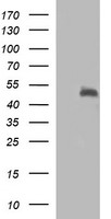 HEK293T cells were transfected with the pCMV6-ENTRY control (Left lane) or pCMV6-ENTRY SYT4 (Right lane) cDNA for 48 hrs and lysed. Equivalent amounts of cell lysates (5 ug per lane) were separated by SDS-PAGE and immunoblotted with anti-SYT4.