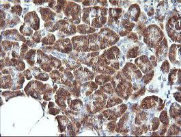 IHC of paraffin-embedded Human pancreas tissue using anti-SYT4 mouse monoclonal antibody.
