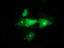 Anti-SYT4 mouse monoclonal antibody immunofluorescent staining of COS7 cells transiently transfected by pCMV6-ENTRY SYT4.