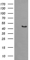 HEK293T cells were transfected with the pCMV6-ENTRY control (Left lane) or pCMV6-ENTRY SYT4 (Right lane) cDNA for 48 hrs and lysed. Equivalent amounts of cell lysates (5 ug per lane) were separated by SDS-PAGE and immunoblotted with anti-SYT4.