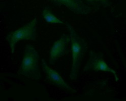 Immunofluorescent staining of HeLa cells using anti-SYT4 mouse monoclonal antibody.