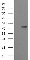 HEK293T cells were transfected with the pCMV6-ENTRY control (Left lane) or pCMV6-ENTRY SYT4 (Right lane) cDNA for 48 hrs and lysed. Equivalent amounts of cell lysates (5 ug per lane) were separated by SDS-PAGE and immunoblotted with anti-SYT4.