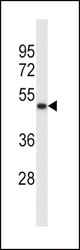 SYT5 Antibody western blot of K562 cell line lysates (35 ug/lane). The SYT5 antibody detected the SYT5 protein (arrow).