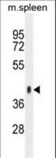 SYTL3 Antibody western blot of mouse spleen tissue lysates (35 ug/lane). The SYTL3 antibody detected the SYTL3 protein (arrow).