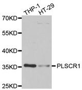 Western blot analysis of extracts of various cell lines, using PLSCR1 antibody.