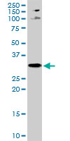 PLSCR1 monoclonal antibody (M12), clone 1E11. Western blot of PLSCR1 expression in HepG2.