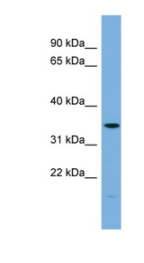PLSCR1 antibody western blot of HT1080 cell lysate.