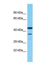 Western blot of Human MCF7 cell lysate. PLSCR1 antibody dilution 1.0 ug/ml.