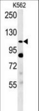 Semaphorin 5A-S106 Antibody western blot of K562 cell line lysates (35 ug/lane). The Semaphorin 5A antibody detected the Semaphorin 5A protein (arrow).