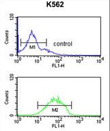 HHAT Antibody flow cytometry of K562 cells (bottom histogram) compared to a negative control cell (top histogram). FITC-conjugated goat-anti-rabbit secondary antibodies were used for the analysis.