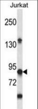 PTPRN Antibody western blot of Jurkat cell line lysates (35 ug/lane). The PTPRN antibody detected the PTPRN protein (arrow).
