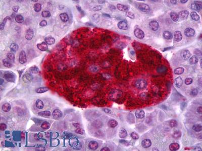 Anti-PTPRN antibody IHC of human pancreas, islets of Langerhans. Immunohistochemistry of formalin-fixed, paraffin-embedded tissue after heat-induced antigen retrieval. Antibody LS-B6395 concentration 5 ug/ml.