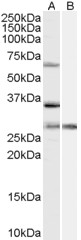 Antibody (1 ug/ml) staining of HeLa cell lysate (35 ug protein in RIPA buffer) with (B) and without (A) blocking with the immunizing peptide. Primary incubation was 1 hour. Detected by chemiluminescence.