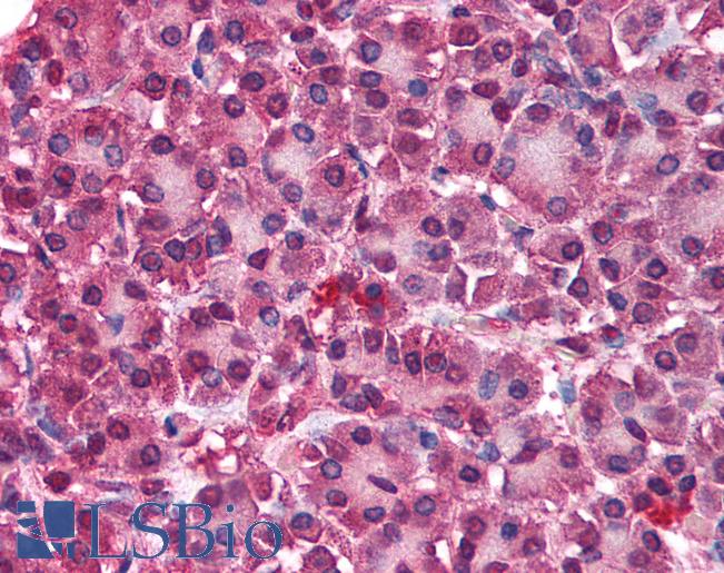 Anti-PTPRN2 antibody IHC of human pancreas. Immunohistochemistry of formalin-fixed, paraffin-embedded tissue after heat-induced antigen retrieval. Antibody LS-B765 concentration 5 ug/ml.
