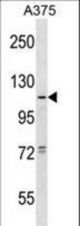 TAS1R1 Antibody western blot of A375 cell line lysates (35 ug/lane). The TAS1R1 antibody detected the TAS1R1 protein (arrow).
