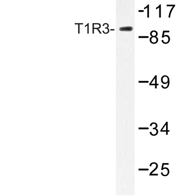 Western blot of T1R3 (V365) pAb in extracts from Jurkat cells.