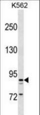 TAS1R3 Antibody western blot of K562 cell line lysates (35 ug/lane). The TAS1R3 antibody detected the TAS1R3 protein (arrow).