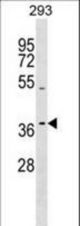 TAS2R13 Antibody western blot of 293 cell line lysates (35 ug/lane). The TAS2R13 antibody detected the TAS2R13 protein (arrow).