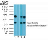 Western blot ofhumanTAAR1 in human brain lysate in the 1) absence and 2) presence of immunizing peptide, 3) mouse brain lysate and 4) rat brain lysate using antibody at 2 ug/ml.