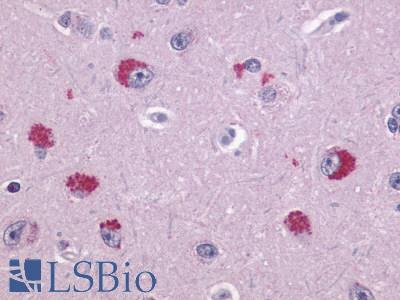 Anti-TAAR1 antibody LS-A2042 IHC of human brain, neurons. Immunohistochemistry of formalin-fixed, paraffin-embedded tissue after heat-induced antigen retrieval.