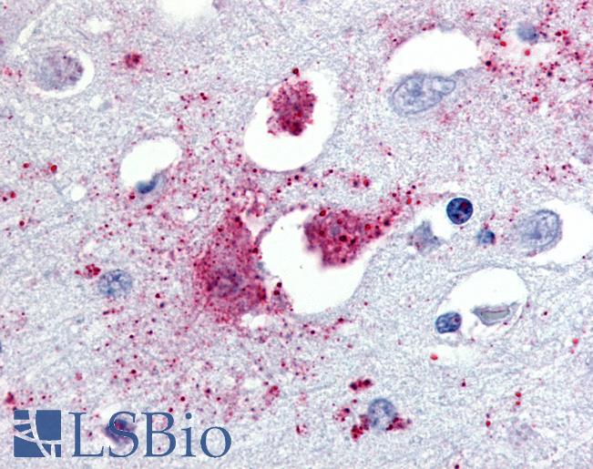 Anti-TAAR1 antibody LS-A2043 IHC of human brain, amygdala. Immunohistochemistry of formalin-fixed, paraffin-embedded tissue after heat-induced antigen retrieval.