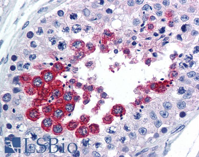 Anti-TAAR1 antibody IHC of human testis. Immunohistochemistry of formalin-fixed, paraffin-embedded tissue after heat-induced antigen retrieval. Antibody LS-B1773 concentration 10 ug/ml.
