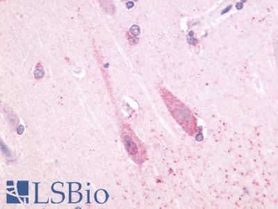 Anti-TAAR1 antibody LS-A2041 IHC of human brain, neuron. Immunohistochemistry of formalin-fixed, paraffin-embedded tissue after heat-induced antigen retrieval.