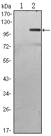 Western blot using TAB2 monoclonal antibody against HEK293 (1) and TAB2(AA: 1-300)-hIgGFc transfected HEK293 (2) cell lysate.