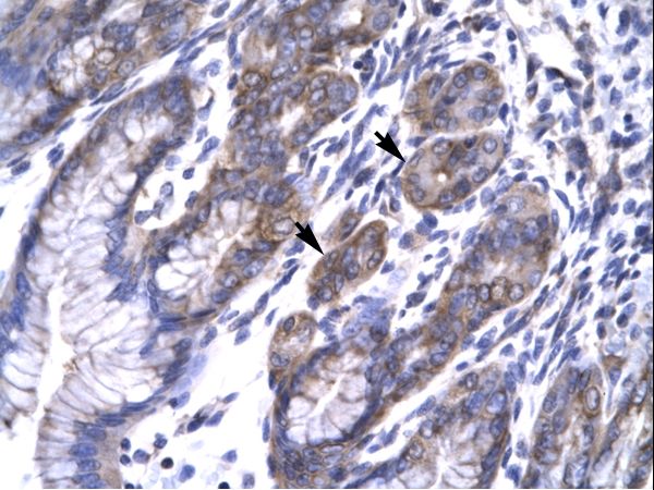 TAB2 antibody LS-C29682 was used in IHC to stain formalin-fixed, paraffin-embedded human stomach.