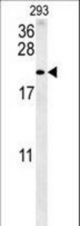 TAC1 Antibody western blot of 293 cell line lysates (35 ug/lane). The TAC1 antibody detected the TAC1 protein (arrow).