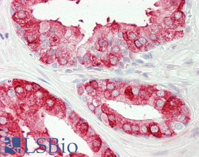 Anti-TAC3 / Tachykinin antibody IHC staining of human prostate. Immunohistochemistry of formalin-fixed, paraffin-embedded tissue after heat-induced antigen retrieval.