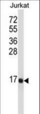 TAC3 Antibody western blot of Jurkat cell line lysates (35 ug/lane). The TAC3 antibody detected the TAC3 protein (arrow).