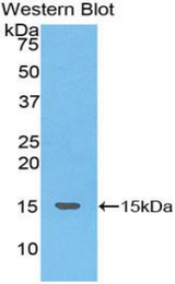 Western blot of recombinant TAC3 / Tachykinin.