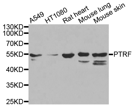 Western blot analysis of extracts of various cell lines, using PTRF antibody.