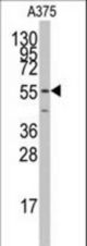 Western blot of anti-PTRF Antibody antibody in A375 cell line lysates (35 ug/lane). PTRF(arrow) was detected using the purified antibody.